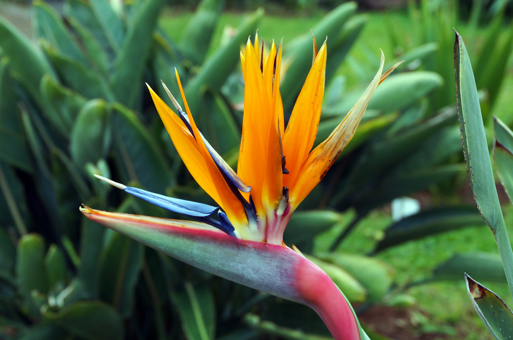 Die Strelitzie im Wohnzimmer Fisch&Garten